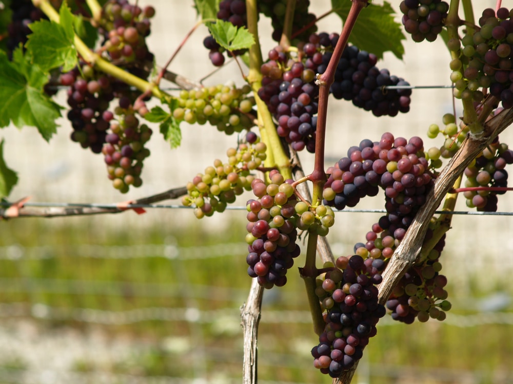 Growing Grapes