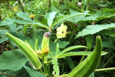 growing-okra