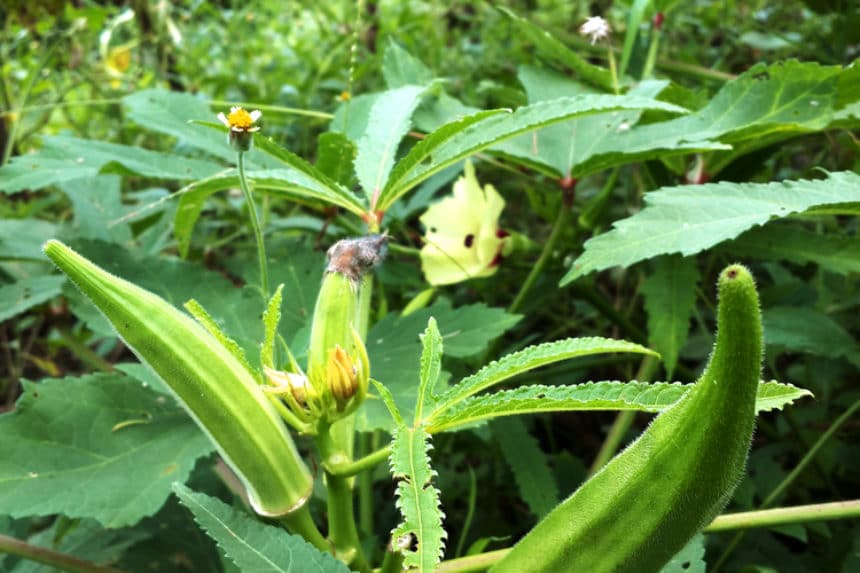 Growing Okra » Tips to Grow Like a Pro
