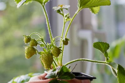 growing-strawberries-indoors