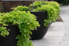 growing-sweet-potatoes-in-containers