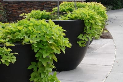 growing-sweet-potatoes-in-containers