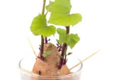 growing-sweet-potatoes-in-water