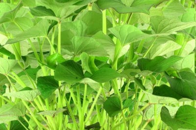 growing-sweet-potatoes-indoors