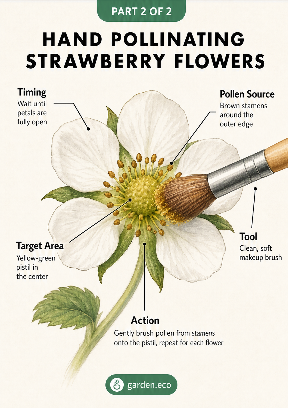 Botanical illustration demonstrating how to hand pollinate a strawberry flower using a soft makeup brush