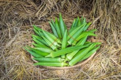 harvesting-okra