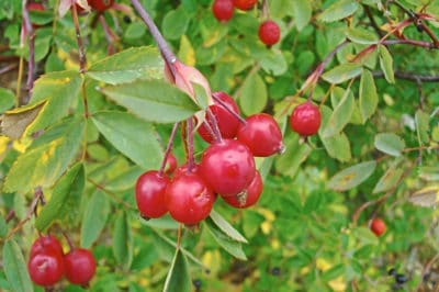 harvesting-rose-hips