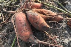 harvesting-sweet-potatoes