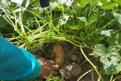 harvesting-yams