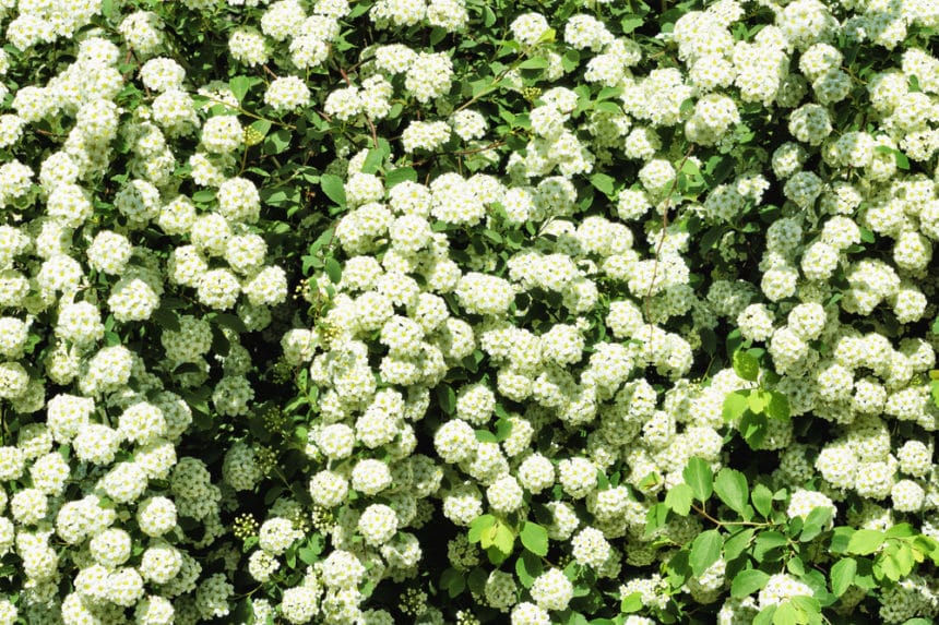 Hawthorn Hedge » Top Tips on Pros and Cons