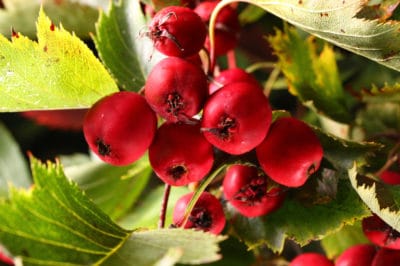 hawthorn-tree-berries