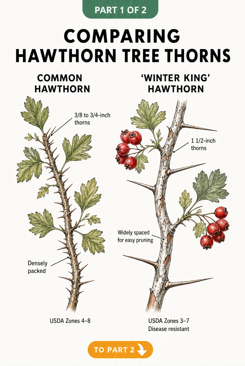 Botanical illustration comparing the densely packed thorns of Common Hawthorn with the widely spaced thorns of Winter King Hawthorn.