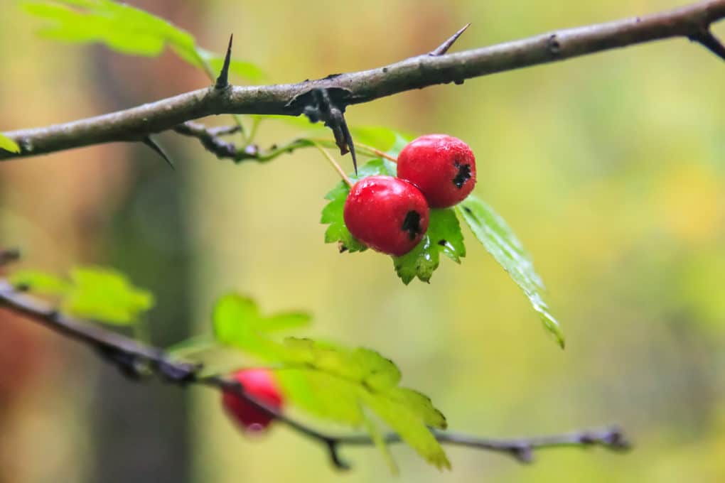 Hawthorn Tree Thorns » Tips on a Prickly Situation
