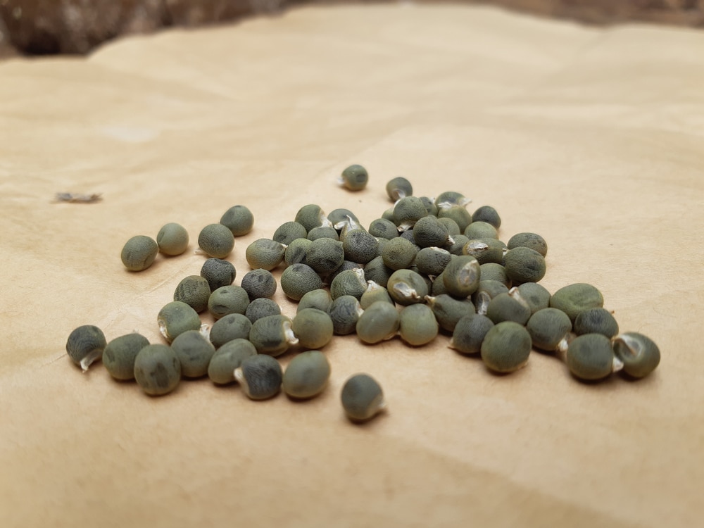 How Deep to Plant Okra Seeds? » Top Tips