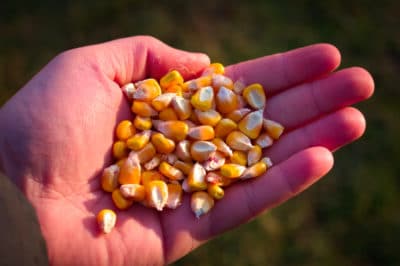 how-deep-to-plant-sweet-corn