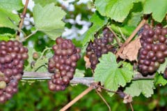 how-long-does-it-take-grapes-to-grow