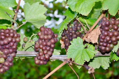 how-long-does-it-take-grapes-to-grow