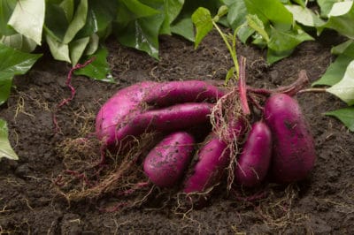 how-many-sweet-potatoes-per-plant