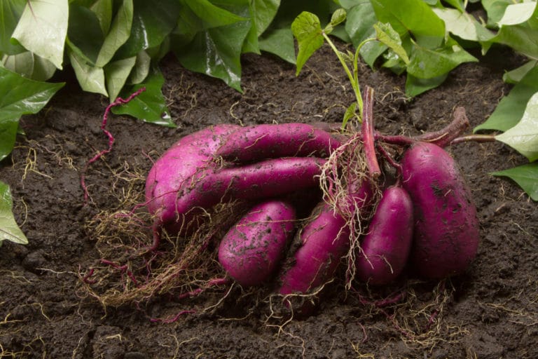 Sweet Potato Flower Top Facts Tips sweet-potato-flower-top-facts-tips