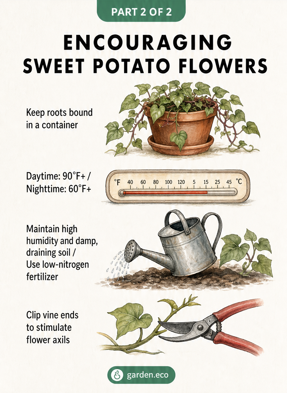 Four sketched garden vignettes showing how to encourage sweet potato flowers through root binding, temperature control, humidity, and pruning