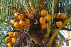 how-to-grow-a-coconut-tree