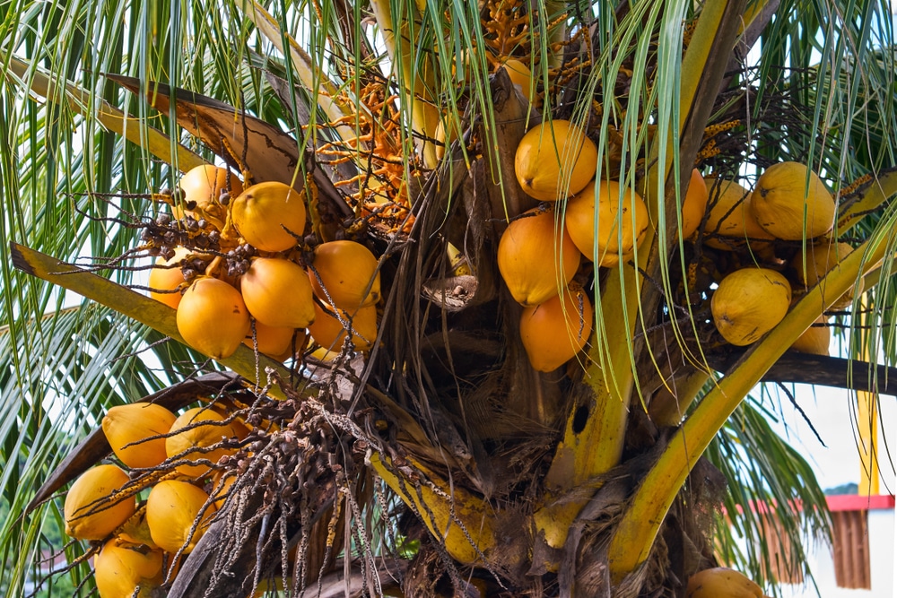 How to Grow a Coconut Tree » Top Tips & Facts