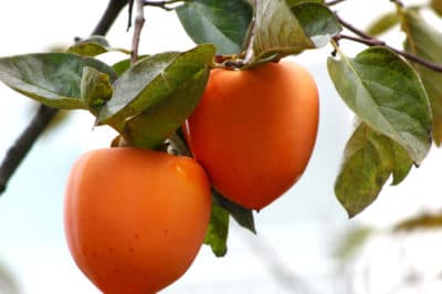 how-to-grow-persimmon