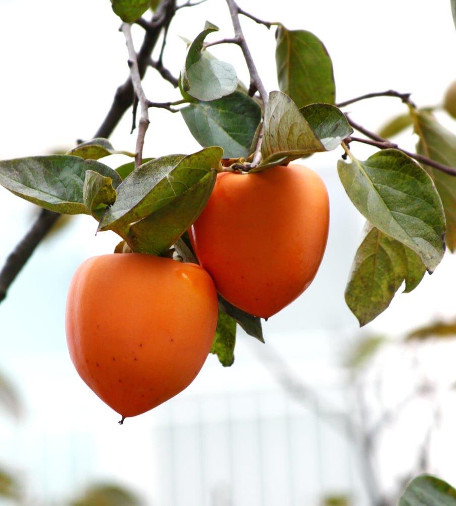 How To Grow Persimmons " Top Facts & Tips.