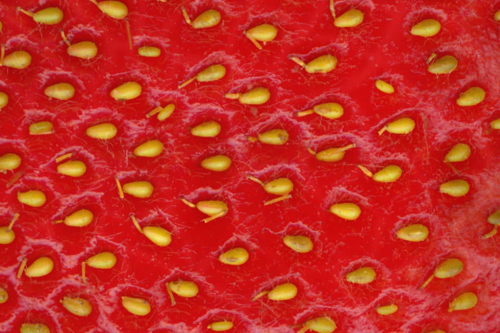 Can You Grow Seeds From Frozen Strawberries - Featured Image