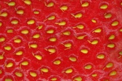 how-to-grow-strawberries-from-seeds
