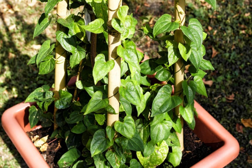 How to Grow Yams » Top Tips