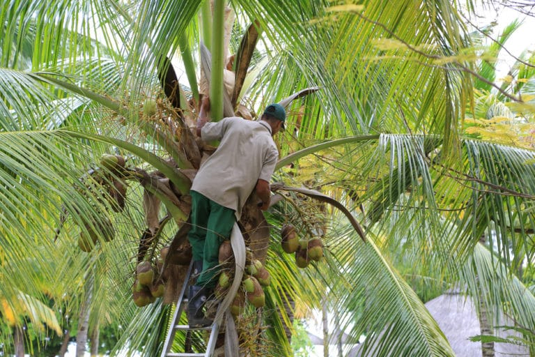 how-do-coconuts-grow-top-tips-facts