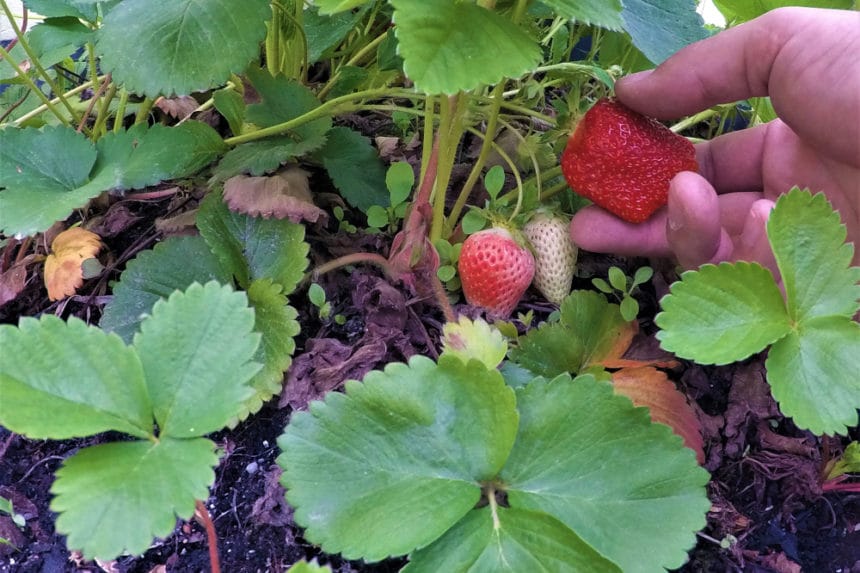 How to Pick Strawberries » Top Harvesting Tips
