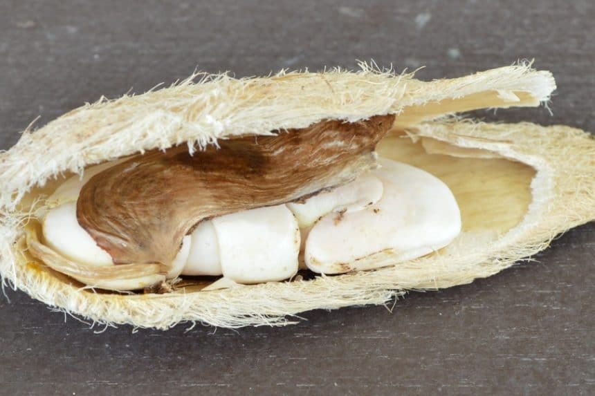 Mango Seed Germination » Top Facts & Tips