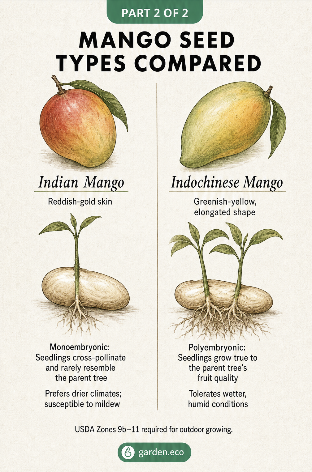 Botanical illustration showing how to extract a mango kernel from its husk and plant it correctly in a pot.