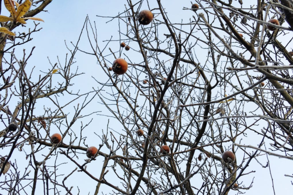 How to Prune Quince Trees » Top Tips