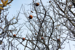 how-to-prune-quince-trees