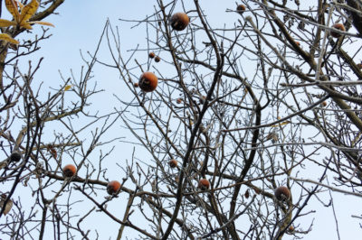 how-to-prune-quince-trees