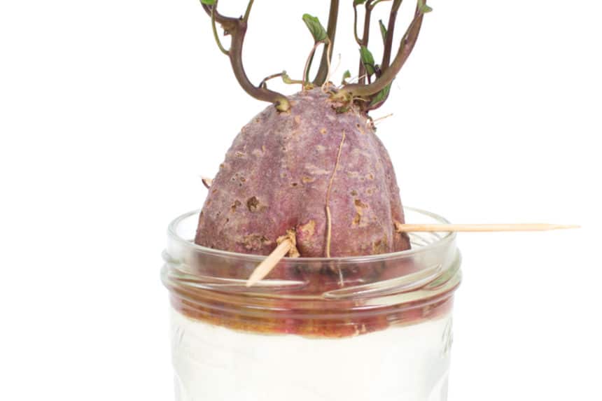 How to Sprout Sweet Potatoes » Top Tips