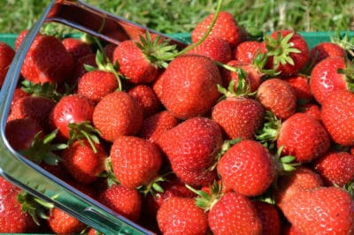 how-to-store-fresh-picked-strawberries