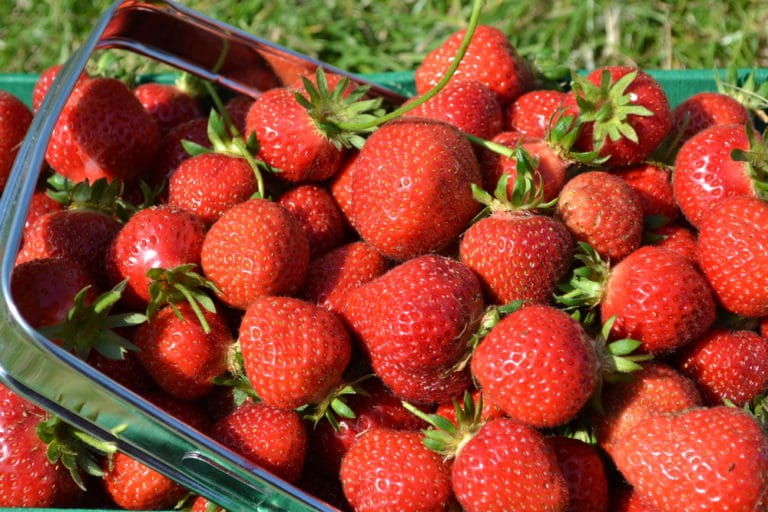 How to Store FreshPicked Strawberries Garden.eco