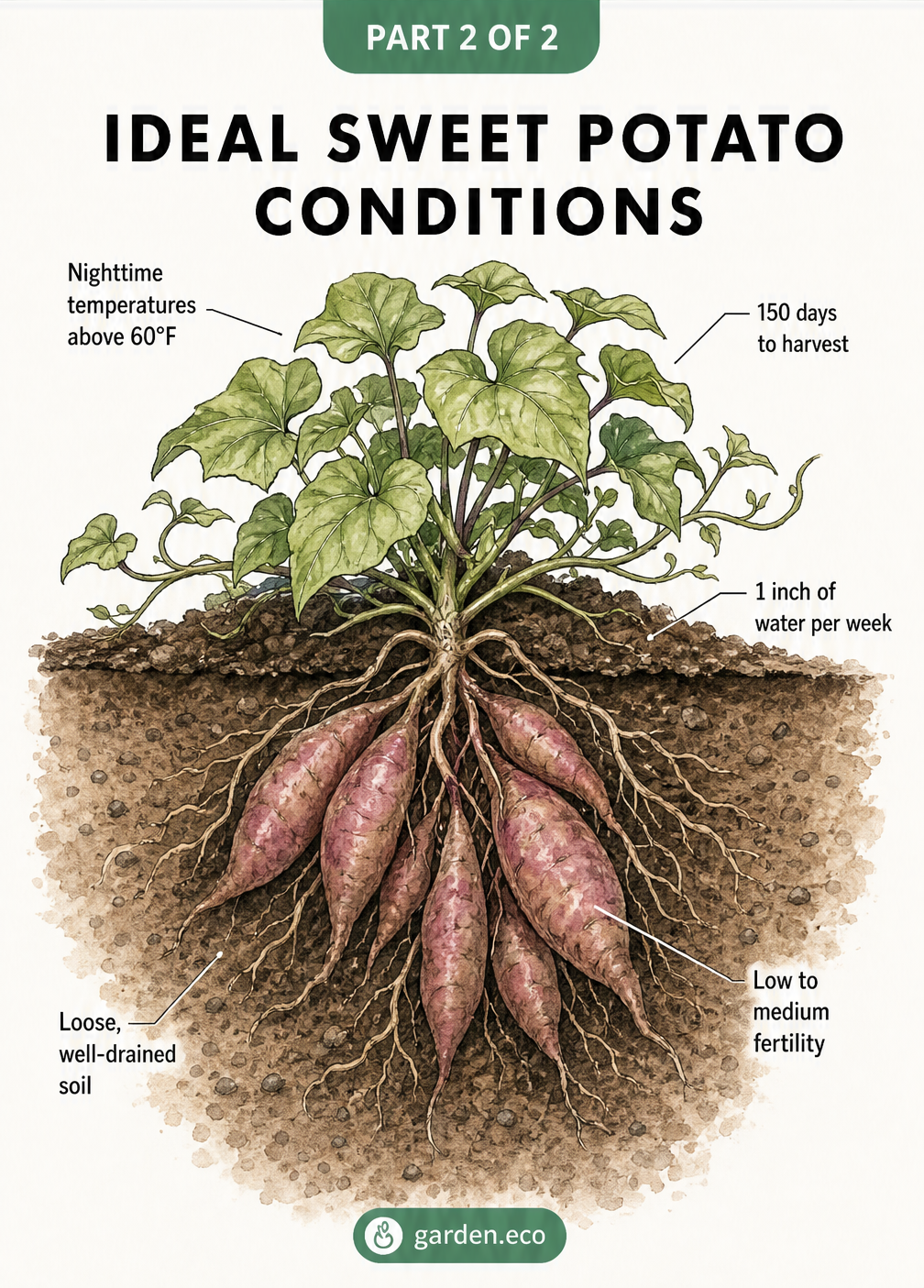 Cross-section illustration of a sweet potato plant showing ideal growing conditions including loose soil, watering needs, and temperature requirements.