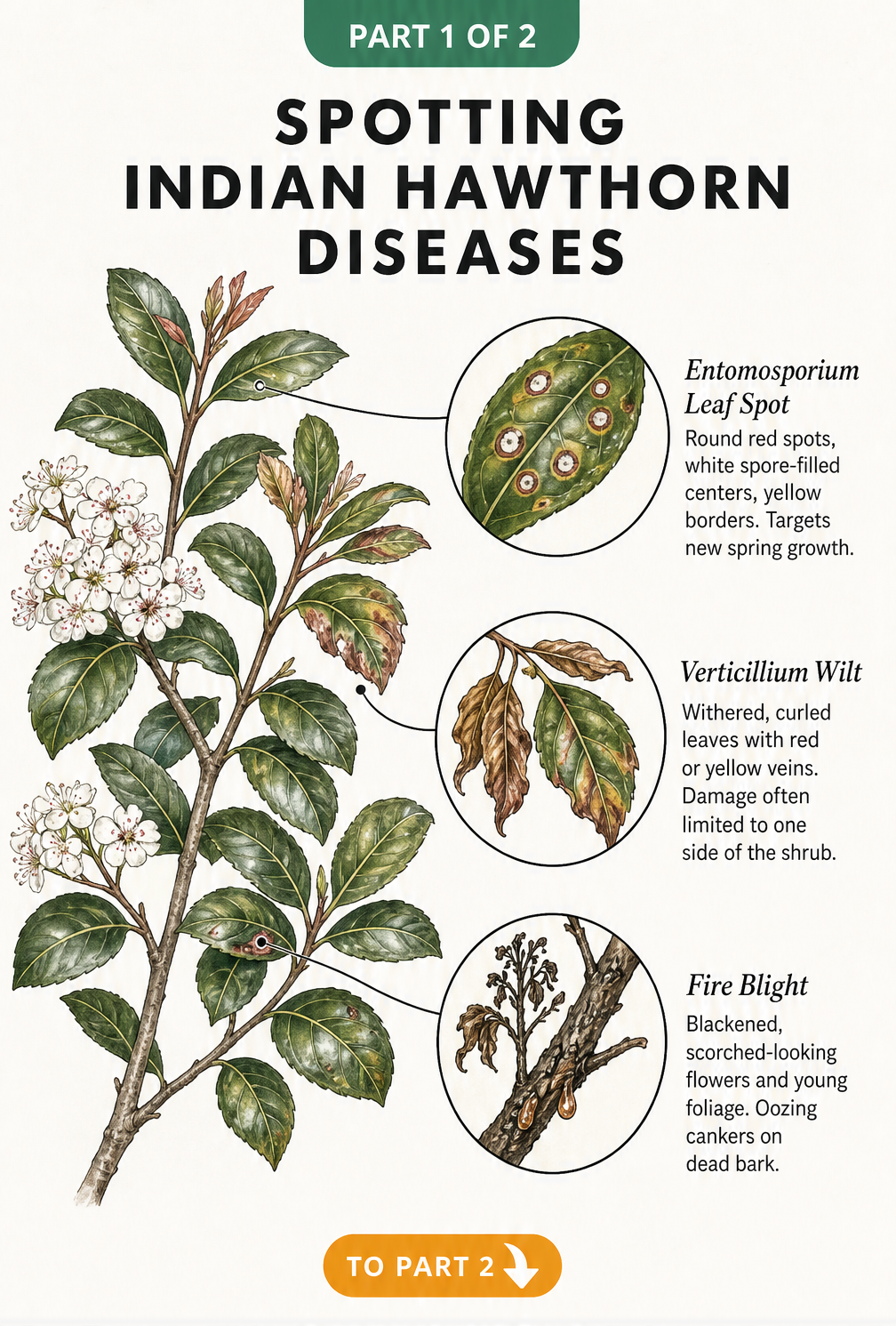 Botanical illustration showing symptoms of Entomosporium leaf spot, Verticillium wilt, and fire blight on Indian hawthorn branches.