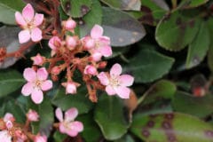 indian-hawthorn-diseases