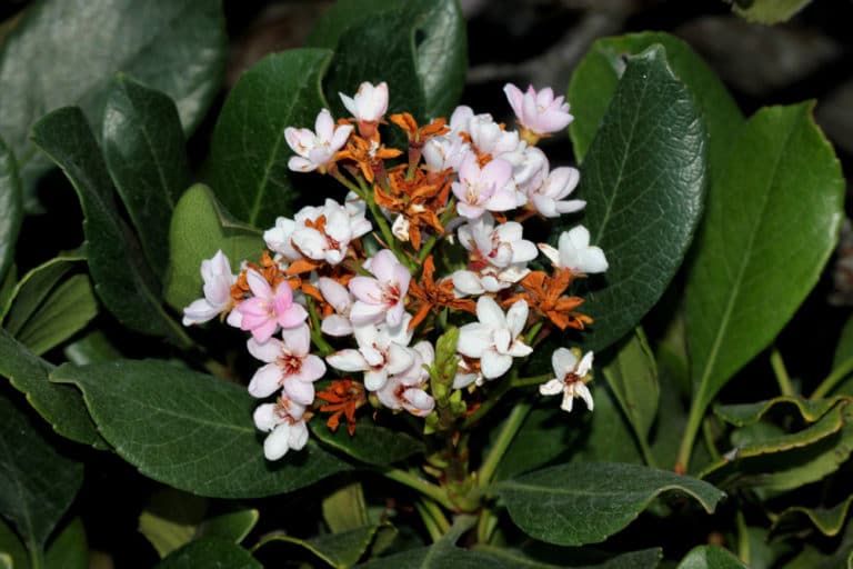 Bay Laurel Hedge » Top Growing Tips