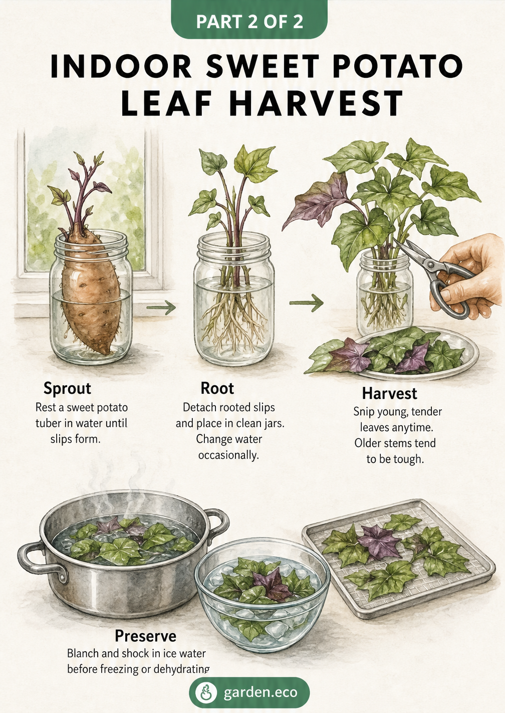 Three-step watercolor illustration showing how to sprout, root, and harvest sweet potato leaves indoors in glass jars