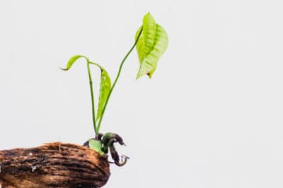 mango-seed-germination