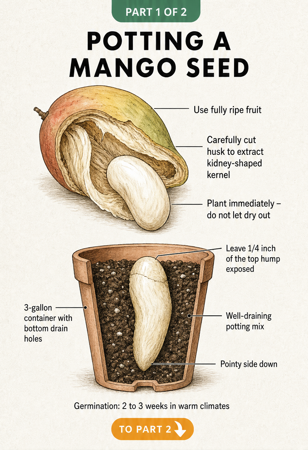 Illustration comparing Indian and Indochinese mango seeds, showing monoembryonic and polyembryonic growth habits.