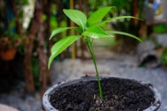 mango-seedling