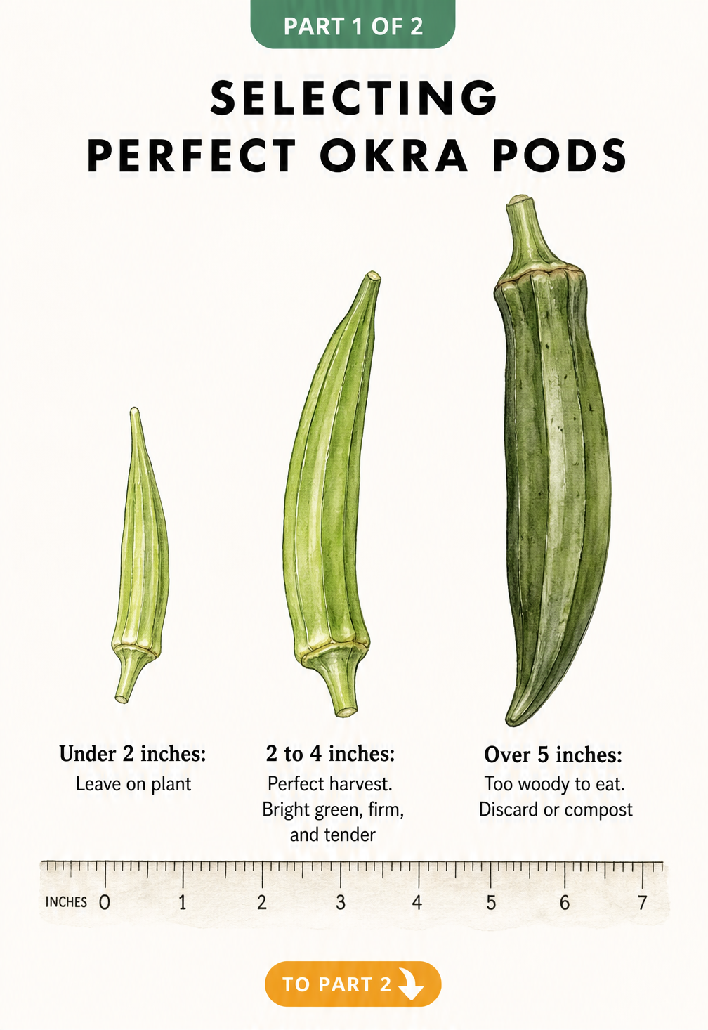 Botanical illustration showing three okra pods at different growth stages with a measuring tape to identify the perfect harvest size